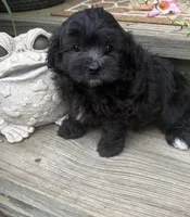 Bear, a male Maltipoo for sale in Jacksonville, TX – 2 of 5