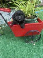 Bear, a male Maltipoo for sale in Jacksonville, TX – 4 of 5