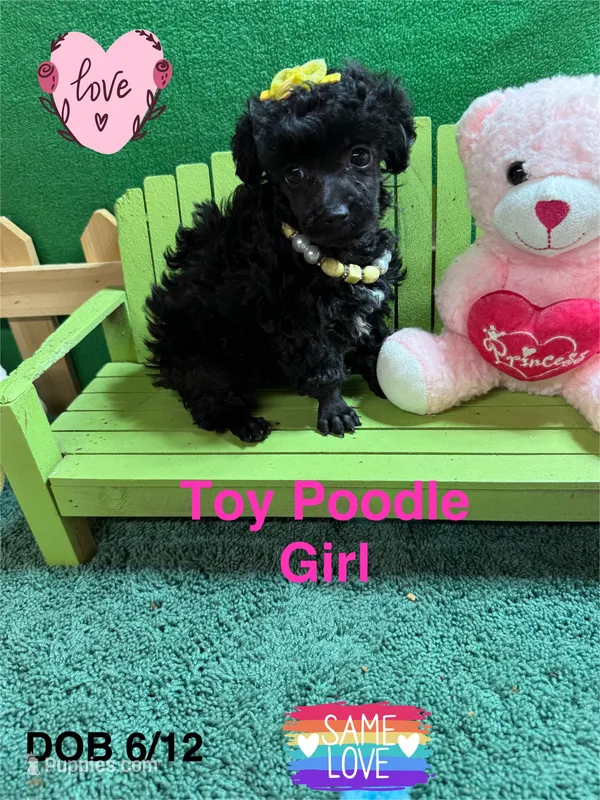 Tippy – Poodle - Toy  puppy for sale in Jacksonville, TX