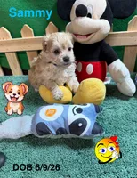 Sammy, a male Shihpoo for sale in Jacksonville, TX – 3 of 5