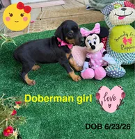 Dixie, a female Doberman Pinscher for sale in Jacksonville, TX – 3 of 3