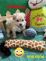 Sammy, a male Shihpoo for sale in Jacksonville, TX – 4 of 5
