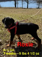 Roxie, a female Doberman Pinscher for sale in Jacksonville, TX – Photo 2 of 2