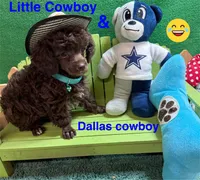 Cowboy, a male Poodle - Toy  for sale in Jacksonville, TX – 2 of 3
