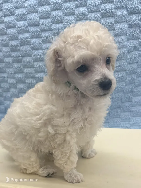 Rascal – Poodle - Toy  puppy for sale in Jacksonville, TX