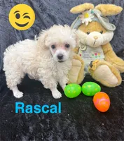 Rascal, a male Poodle - Toy  for sale in Jacksonville, TX – Photo 2 of 3