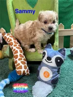 Sammy, a male Shihpoo for sale in Jacksonville, TX – 2 of 5