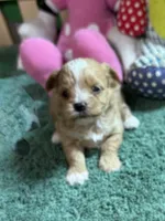 Goldie, a female Shihpoo for sale in Jacksonville, TX – 2 of 2