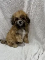 Jax, a male Maltipoo for sale in Jacksonville, TX – 2 of 3