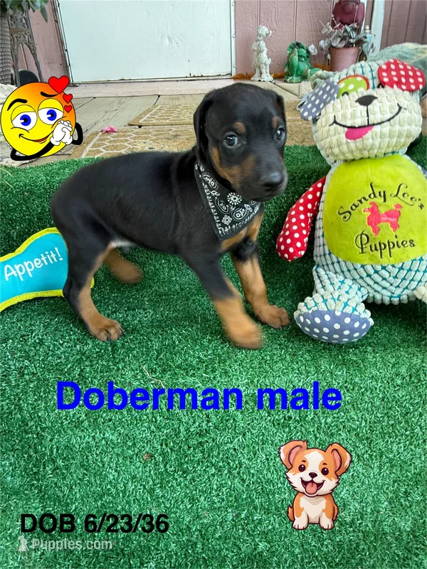Bandit – Doberman Pinscher puppy for sale in Jacksonville, TX