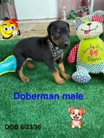 Bandit, a male Doberman Pinscher for sale in Jacksonville, TX – 1 of 3