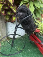 Bear, a male Maltipoo for sale in Jacksonville, TX – 3 of 5
