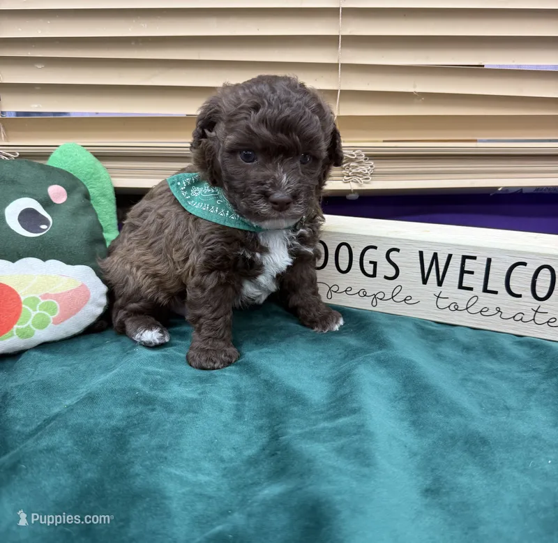 Rocky – Maltipoo puppy for sale in Jacksonville, TX