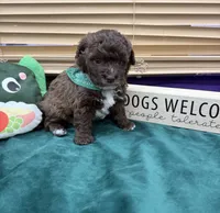 Rocky, a male Maltipoo for sale in Jacksonville, TX – 1 of 2
