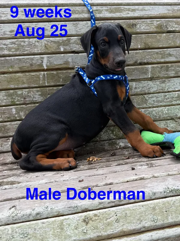 Bandit – Doberman Pinscher puppy for sale in Jacksonville, TX