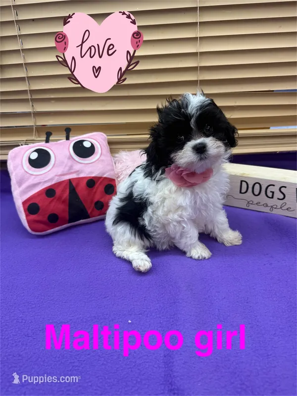 Dolly – Maltipoo puppy for sale in Jacksonville, TX