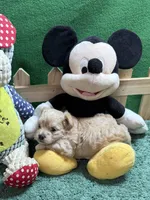 Sammie, a male Shihpoo for sale in Jacksonville, TX – 2 of 2