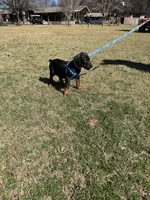 Rhette, a male Doberman Pinscher for sale in Jacksonville, TX – Photo 3 of 3