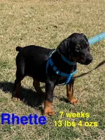 Rhette, a male Doberman Pinscher for sale in Jacksonville, TX – Photo 2 of 3