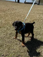 Rhette, a male Doberman Pinscher for sale in Jacksonville, TX – Photo 1 of 3