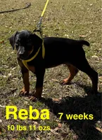 Reba, a female Doberman Pinscher for sale in Jacksonville, TX – Photo 2 of 3