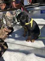 Reba, a female Doberman Pinscher for sale in Jacksonville, TX – Photo 3 of 3