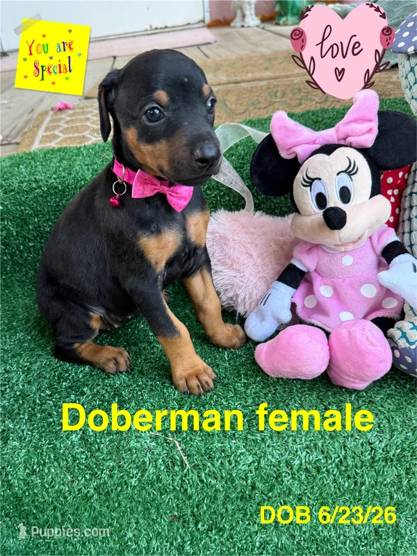 Dixie – Doberman Pinscher puppy for sale in Jacksonville, TX
