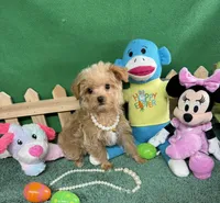 Susie, a female Yorkipoo for sale in Jacksonville, TX – Photo 3 of 3