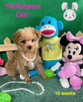 Susie, a female Yorkipoo for sale in Jacksonville, TX – Photo 1 of 3