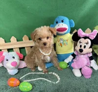 Susie, a female Yorkipoo for sale in Jacksonville, TX – Photo 2 of 3