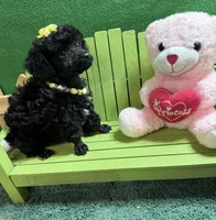 Tippy, a female Poodle - Toy  for sale in Jacksonville, TX – 3 of 3