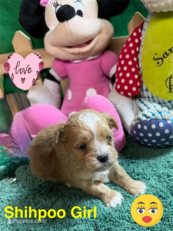 Goldie – Shihpoo puppy for sale in Jacksonville, TX