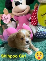 Goldie, a female Shihpoo for sale in Jacksonville, TX – 1 of 2