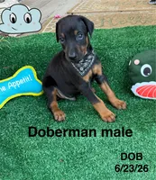 Bandit, a male Doberman Pinscher for sale in Jacksonville, TX – 3 of 3