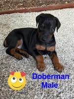 Bandit, a male Doberman Pinscher for sale in Jacksonville, TX – 2 of 3