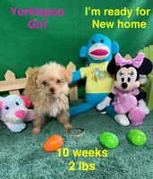 Daisy, a female Yorkipoo for sale in Jacksonville, TX – Photo 3 of 3