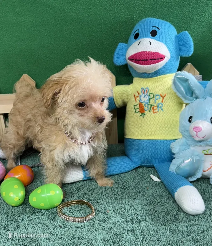 Daisy – Yorkipoo puppy for sale in Jacksonville, TX