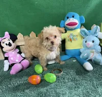 Daisy, a female Yorkipoo for sale in Jacksonville, TX – Photo 2 of 3