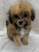 Jax, a male Maltipoo for sale in Jacksonville, TX – 1 of 3