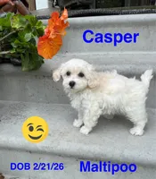 Casper, a male Maltipoo for sale in Jacksonville, TX – Photo 1 of 3