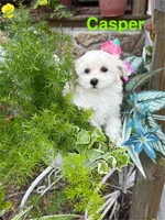 Casper, a male Maltipoo for sale in Jacksonville, TX – Photo 2 of 3