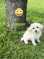 Casper, a male Maltipoo for sale in Jacksonville, TX – Photo 3 of 3