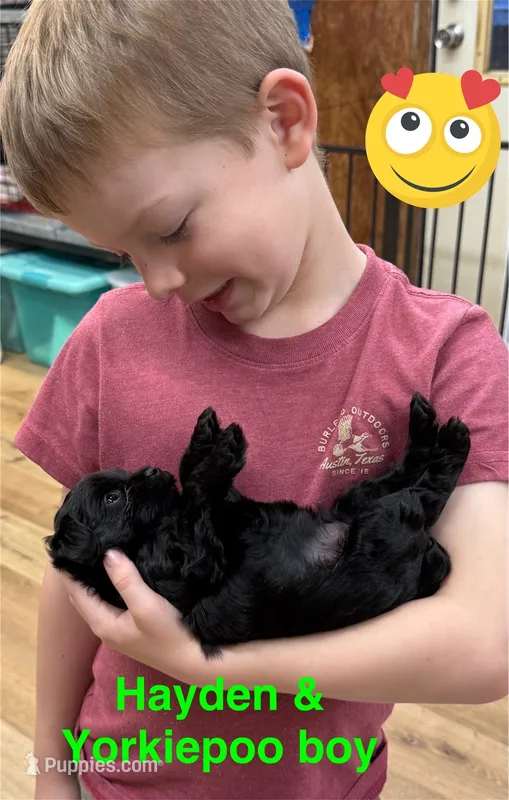 Rex – Yorkipoo puppy for sale in Jacksonville, TX