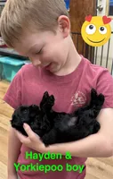 Rex, a male Yorkipoo for sale in Jacksonville, TX – 1 of 3