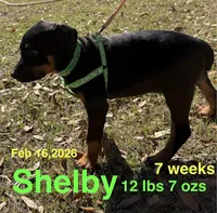 Shelby, a female Doberman Pinscher for sale in Jacksonville, TX – Photo 2 of 2