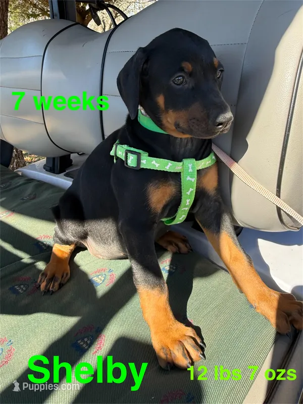 Shelby, a female Doberman Pinscher for sale in Jacksonville, TX – Photo 1 of 2