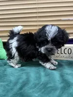 Skipper, a male Maltipoo for sale in Jacksonville, TX – 3 of 3