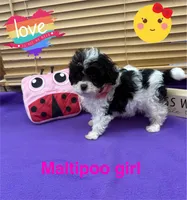 Dolly, a female Maltipoo for sale in Jacksonville, TX – 2 of 2