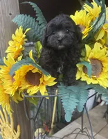 Bear, a male Maltipoo for sale in Jacksonville, TX – 1 of 5