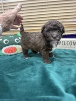 Rocky, a male Maltipoo for sale in Jacksonville, TX – 2 of 2
